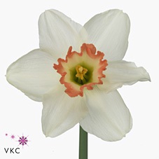 Bild på Narcissus si pink charm