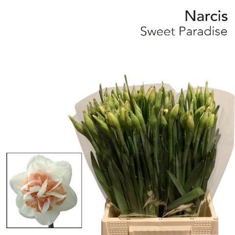 Bild på Narcisser Påskliljor dubbel sweet paradise