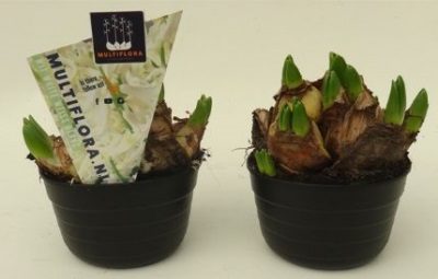 Bild på Hyacinter Multiflora Vita (*10)