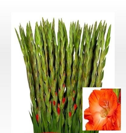 Bild på Gladiolus Orange