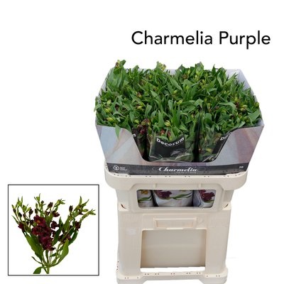 Bild på Alstromeria Charmelia purple