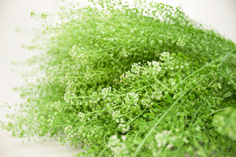 Bild på Thlaspi Green Bell 60 cm