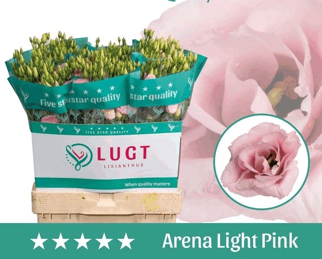 Bild på Lisianthus Arena Light Pink Dubbel