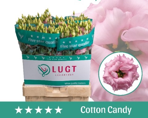 Bild på Lisianthus Dubbel Cotton Candy
