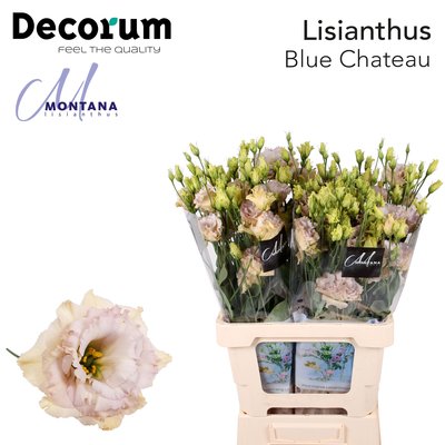 Bild på Lisianthus Dubbel Blue Chateau