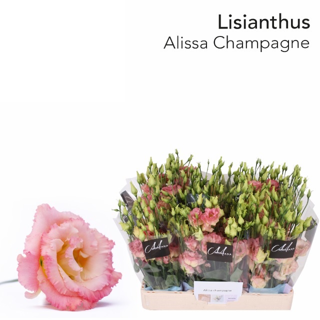 Bild på Lisianthus dubbel Alissa Champagne
