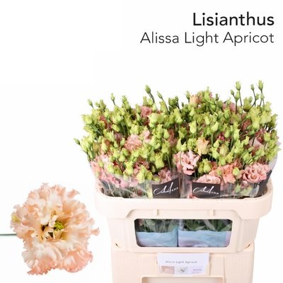 Bild på Lisianthus do Alissa light apricot