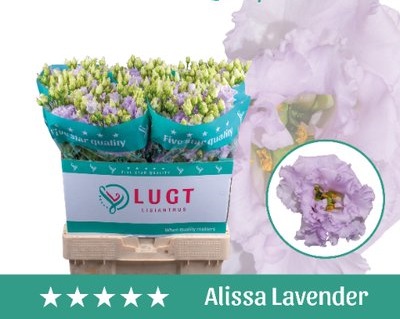 Bild på Lisianthus dubbel Alissa Lavender
