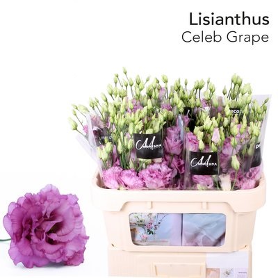 Bild på Lisianthus dubbel Celeb Grape