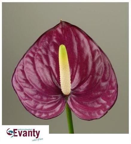 Bild på Anthurium Violet Heart *20