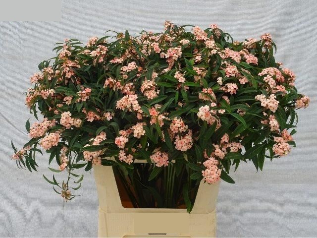 Bild på Euphorbia