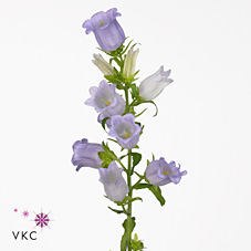 Bild på Campanula Lavendel (Pisspotta)