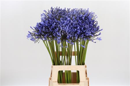 Bild på Agapanthus