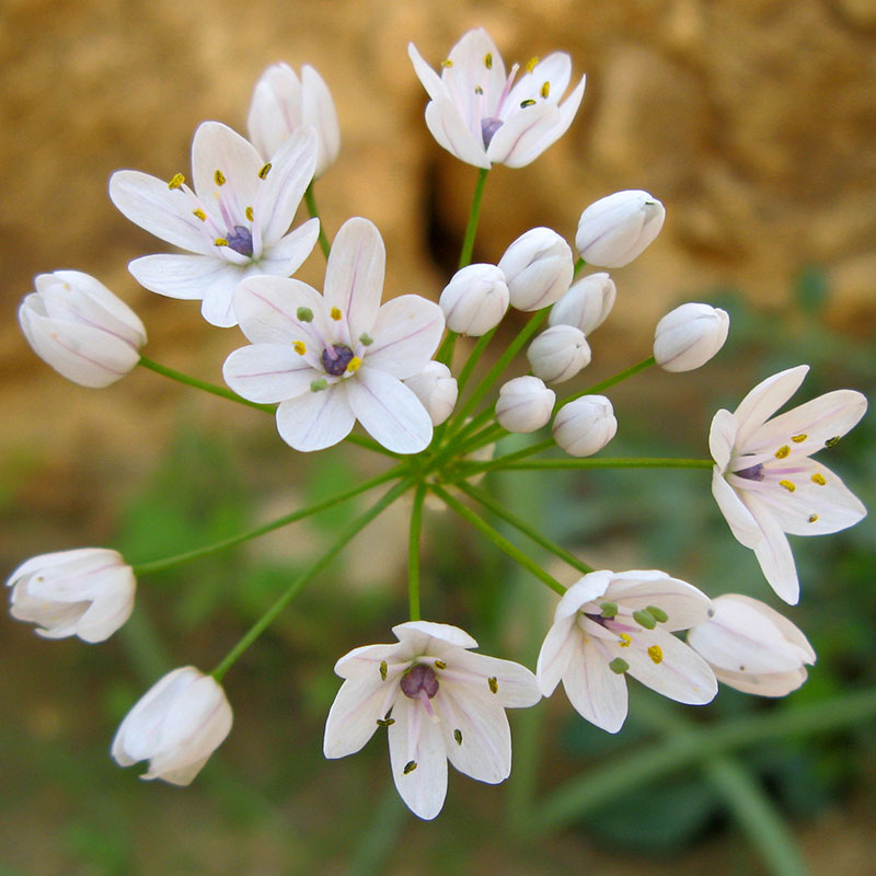 Bild på Allium neapolitanium *50