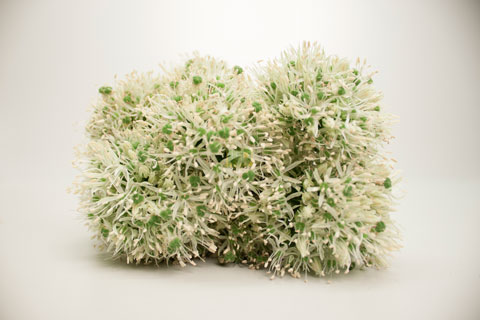 Bild på Allium  Golfboll