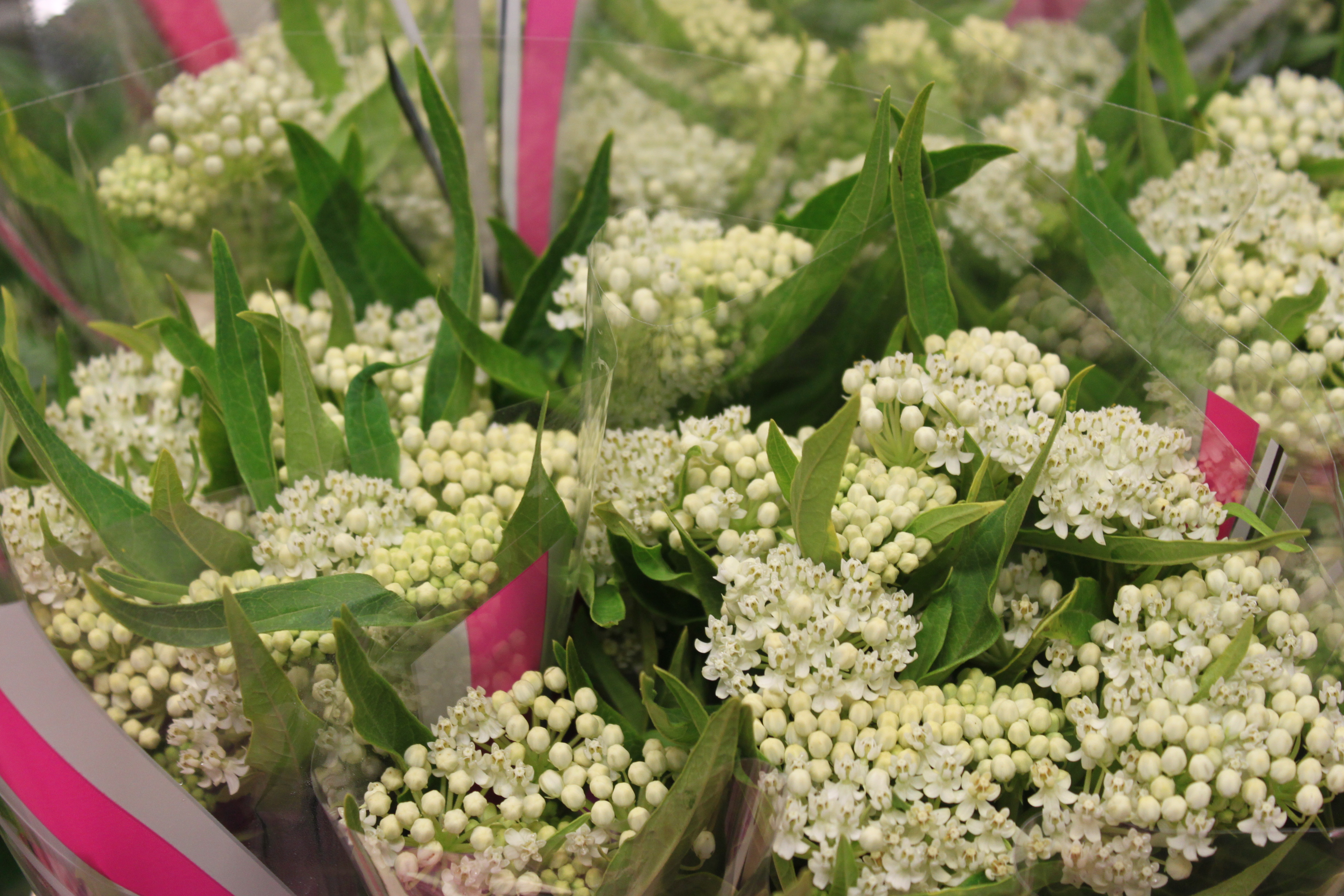 Bild på Asclepias Ice Ballet