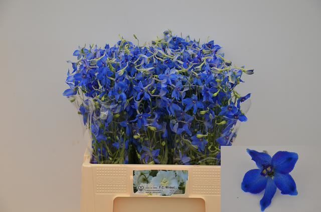 Bild på Delphinium Volkenfrieden