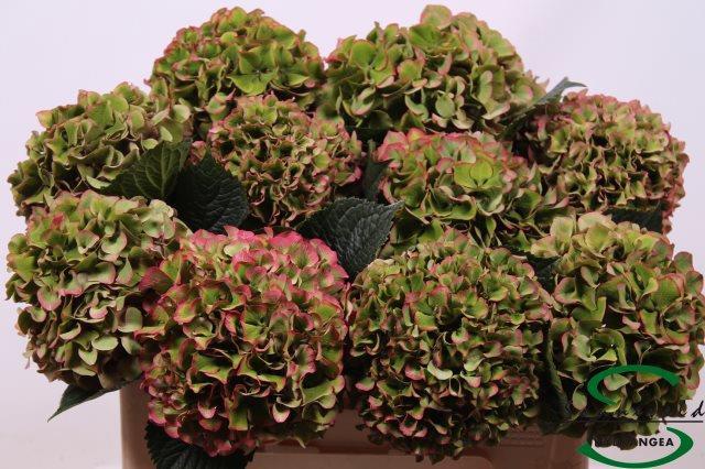 Bild på Hortensia Glowing Alps classic