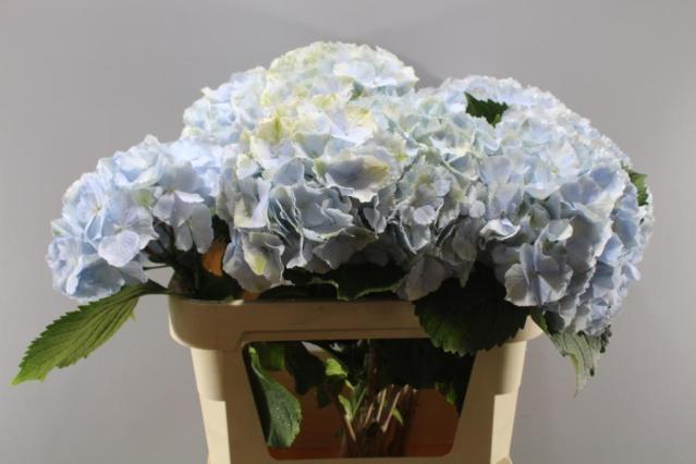 Bild på Hortensia Verena Mix