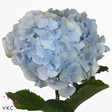 Bild på Hortensia Verena Mix