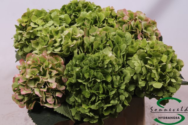 Bild på Hortensia Verena Classic