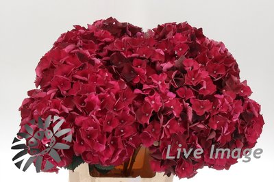 Bild på Hortensia Ewa