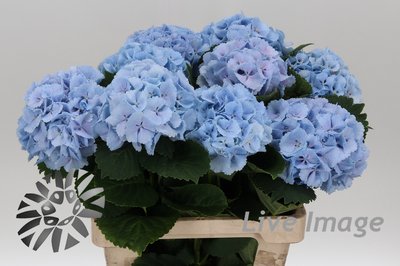 Bild på Hortensia Lollipop Blue