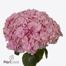 Bild på Hortensia My Beautiful Salmon Surprise