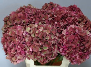 Bild på Hortensia Mag Pink Ruby classic
