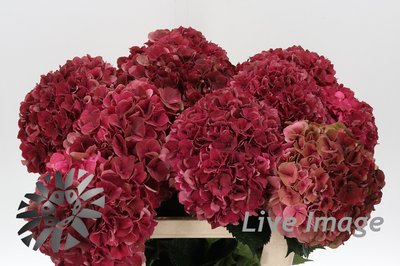 Bild på Hortensia Mag pink ruby classic
