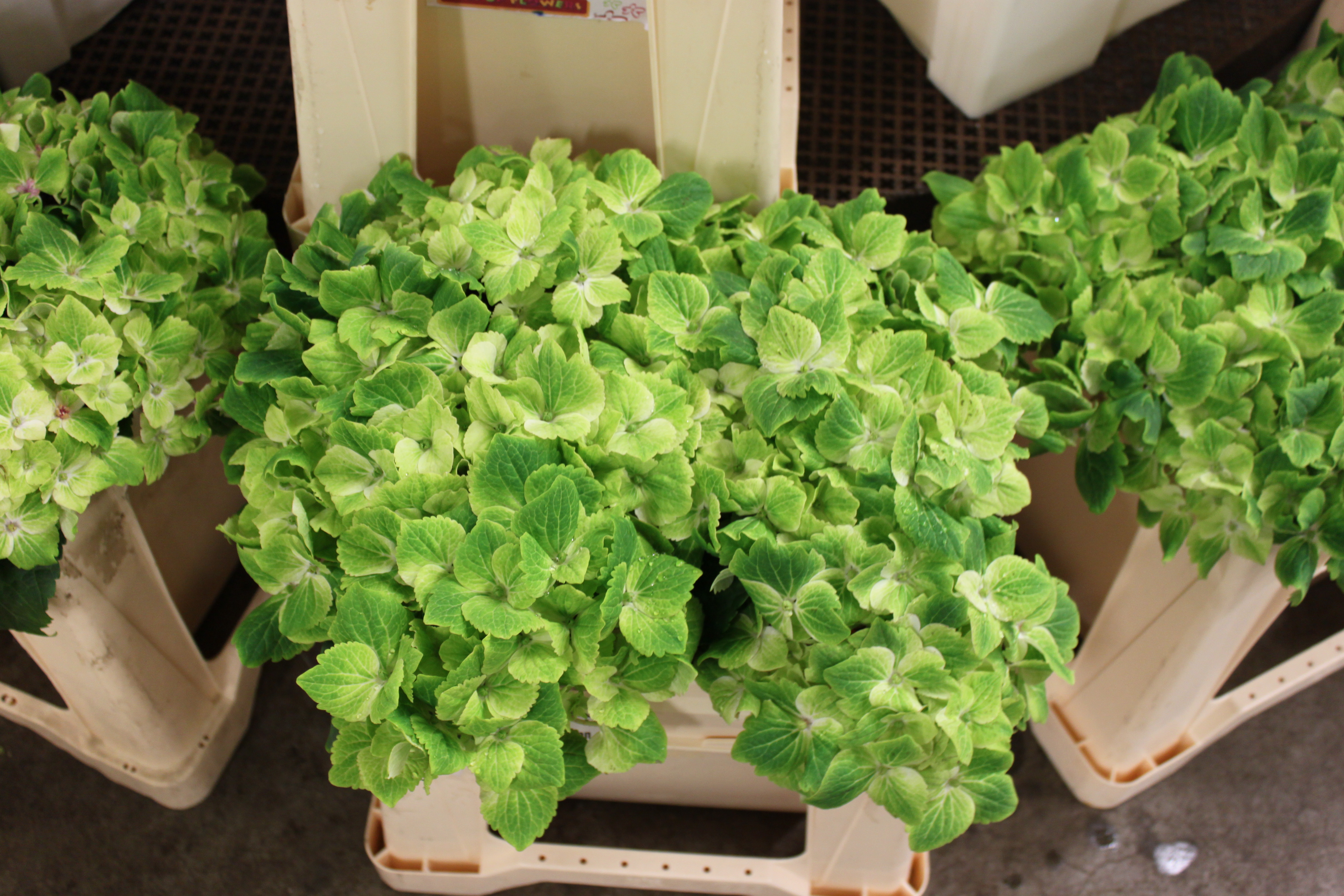 Bild på Hortensia emerald classic