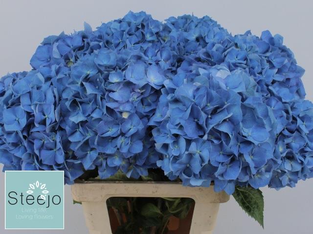 Bild på Hortensia Pimpernell Classic