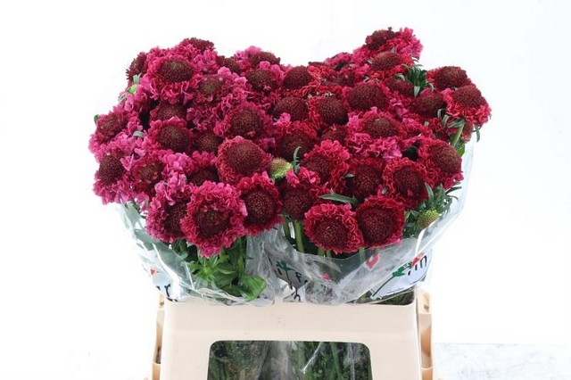 Bild på Scabiosa Scoop Dark cherry