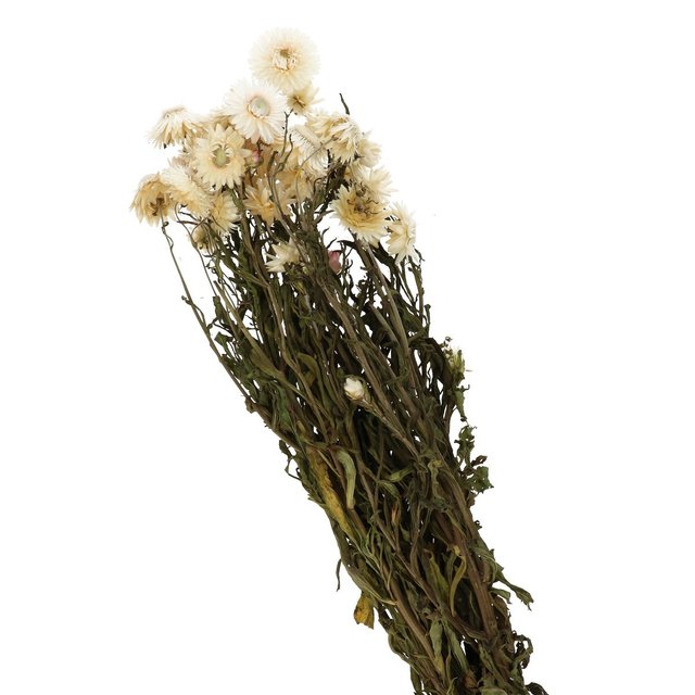 Bild på Torkad Helichrysum