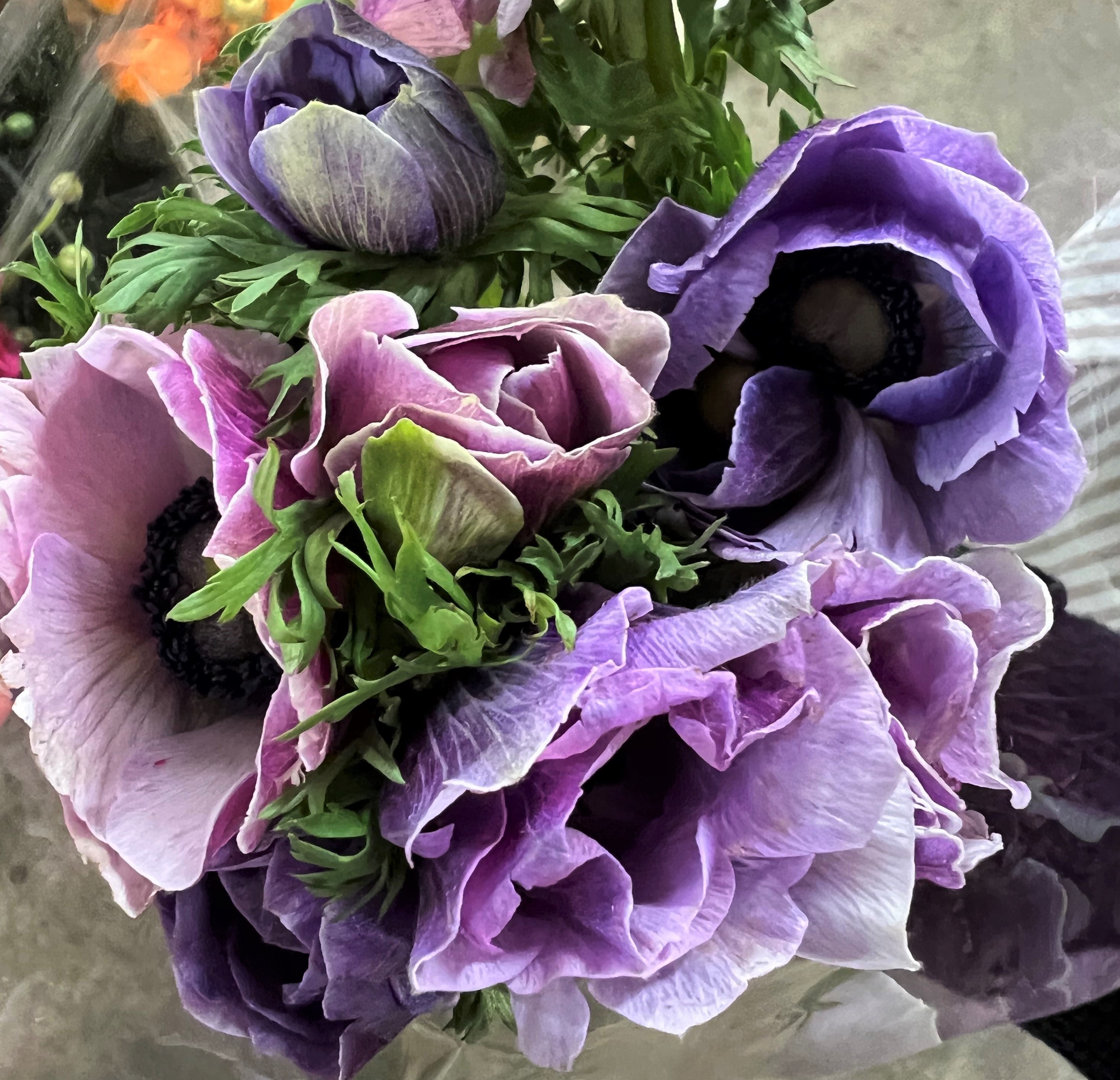 Bild på Anemoner Lavendel Italien