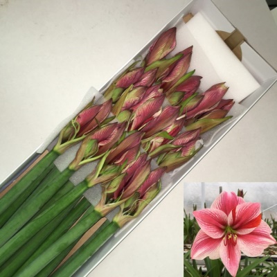 Bild på Amaryllis Gervase *12