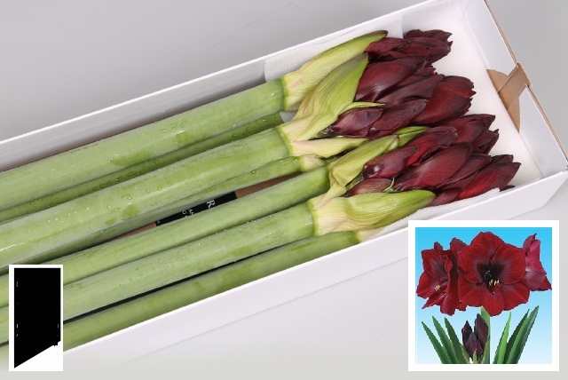 Bild på Amaryllis Britney *10