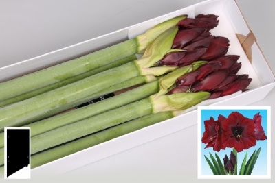 Bild på Amaryllis Britney *12