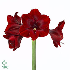 Bild på Amaryllis Britney *15