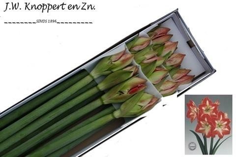 Bild på Amaryllis Minerva *12
