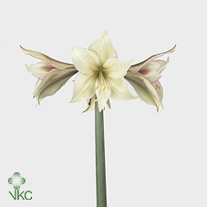 Bild på Amaryllis Magic Green *15