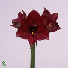 Bild på Amaryllis Tinto Night *12