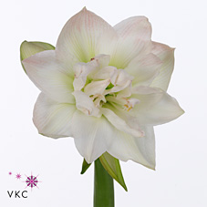 Bild på Amaryllis Dubbel Arctic Nymph *10