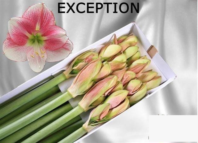 Bild på Amaryllis Exception *15