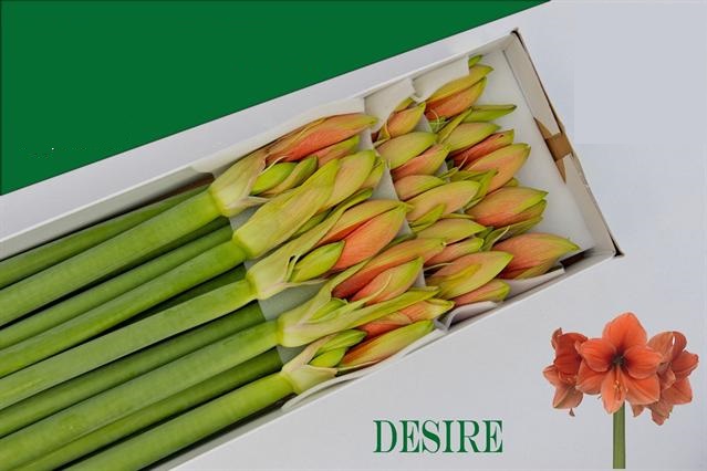 Bild på Amaryllis Desire *12