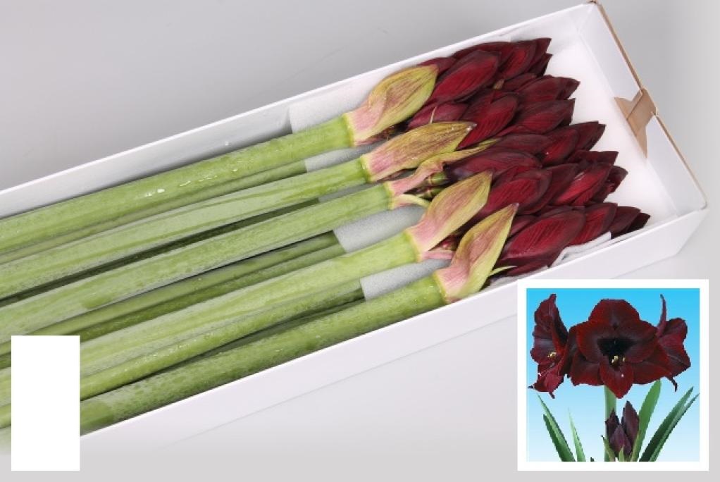 Bild på Amaryllis Loyality *15