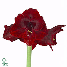 Bild på Amaryllis Loyality *15