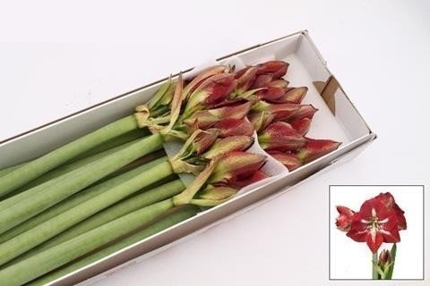 Bild på Amaryllis Barbados *10