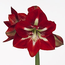 Bild på Amaryllis Barbados *10