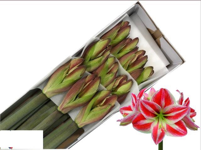 Bild på Amaryllis Superstar *10